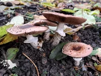 Schubbige boschampignon [Agaricus silvaticus]